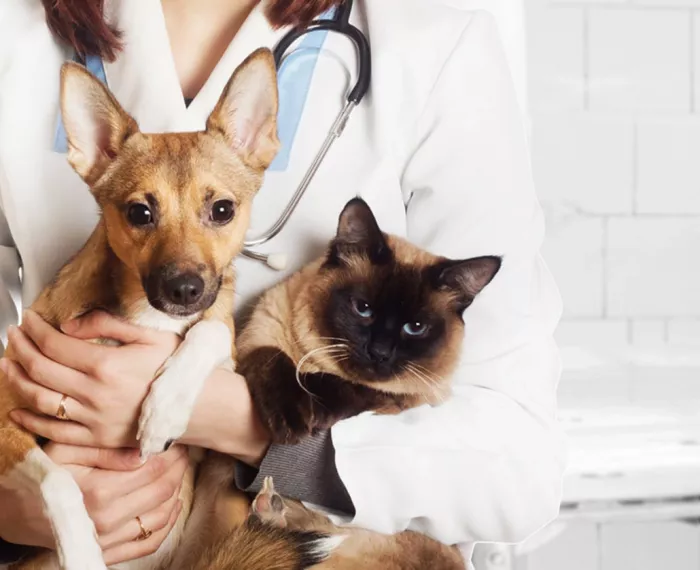 Ветеринарная клиника VetStore  во  Владивостоке
