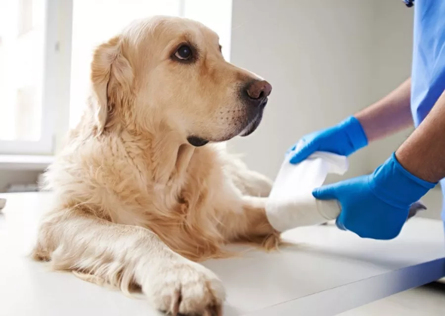 Ветеринарная клиника VetStore в Владивостоке: Ветеринарная клиника, Ветеринарная аптека, Ветклиника, Питомцы,