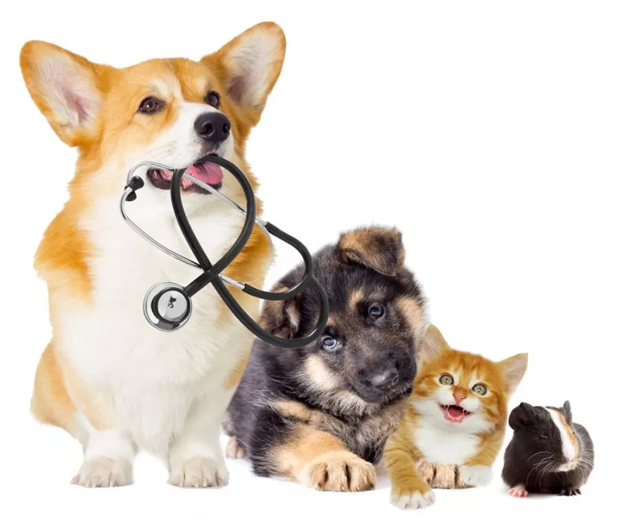 Ветеринарная клиника Альба в Владивостоке: Животные,