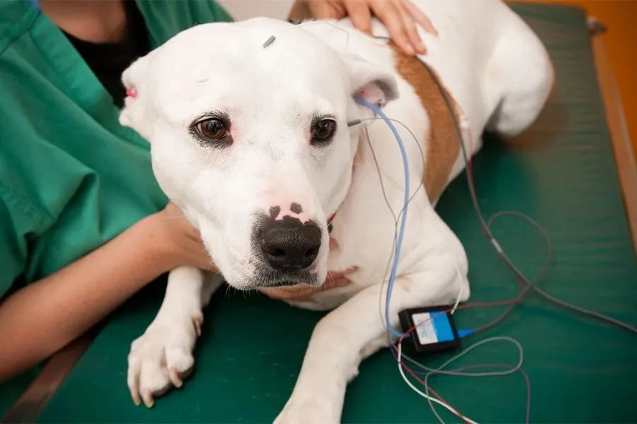 Ветеринарная клиника Альба в Владивостоке: Животные,