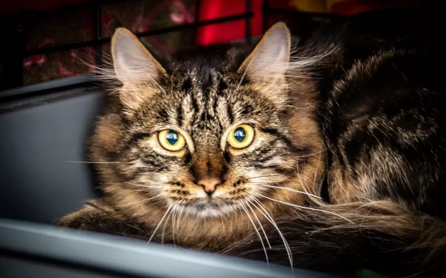 Ветеринарная клиника Дар в Владивостоке: Животные,