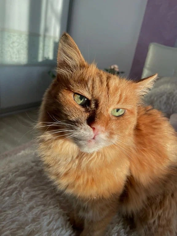 Ветеринарная клиника Дар в Владивостоке: Животные,