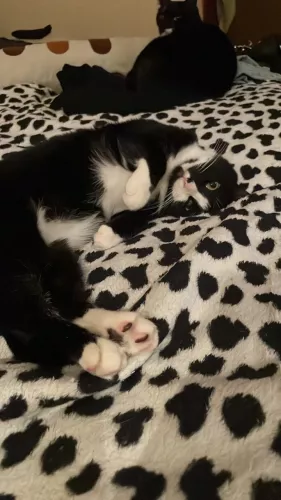 Ветеринарная клиника Доктор Макс  в  Владивостоке