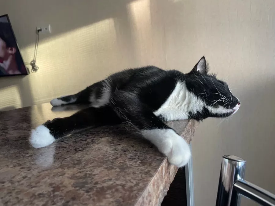 Ветеринарная клиника Доктор Макс в Владивостоке: Животные,