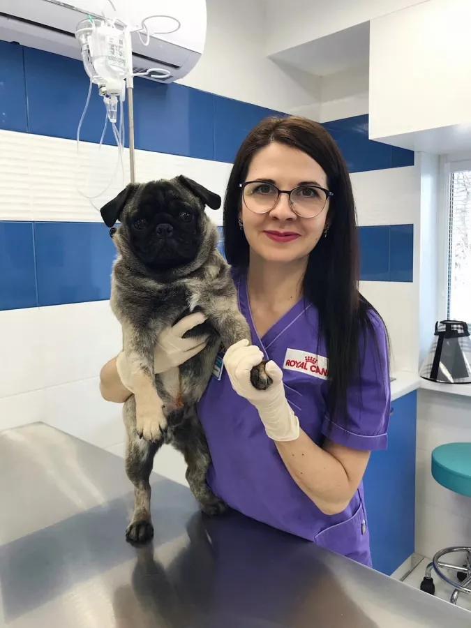 Ветеринарная клиника Друг в Владивостоке: Зоомагазин, Животные,