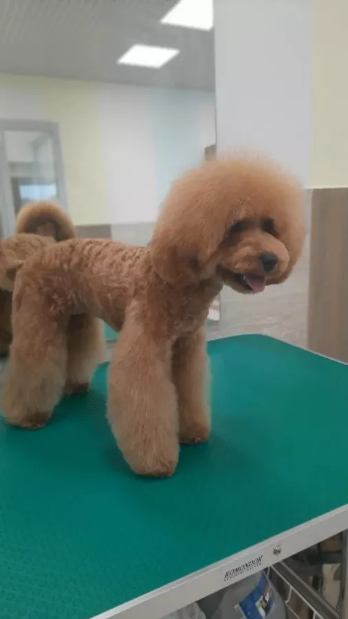 Ветеринарная клиника Друг в Владивостоке: Зоомагазин, Животные,