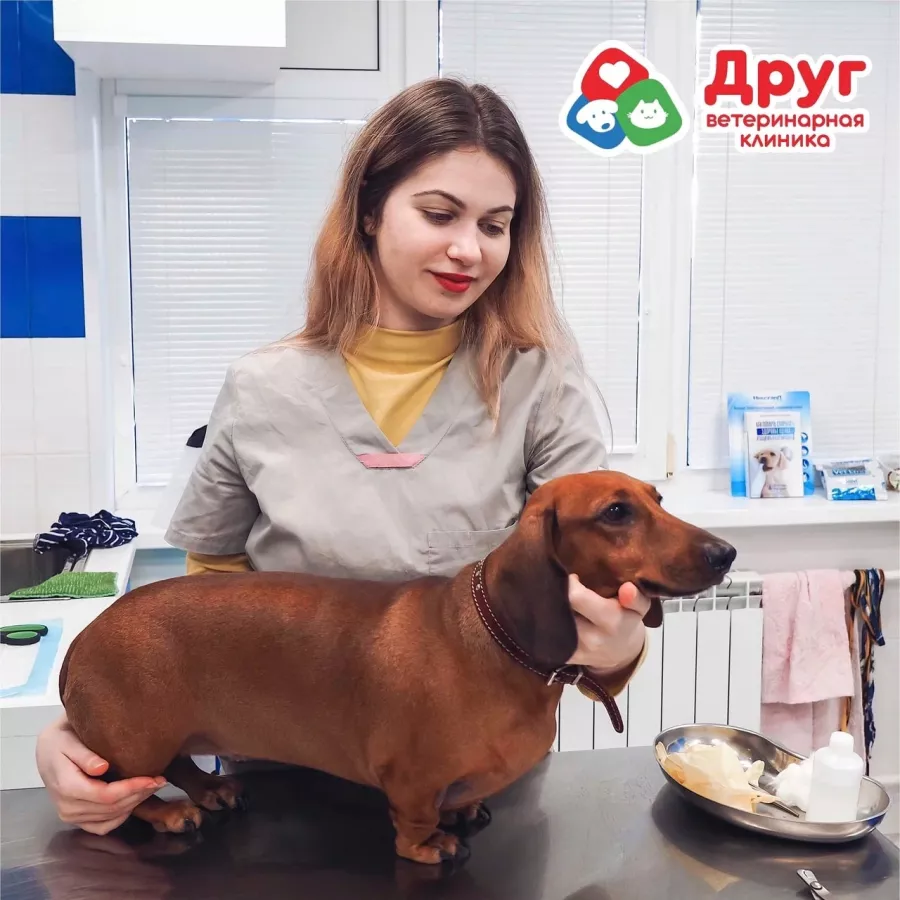 Ветеринарная клиника Друг на Борисенко в Владивостоке: Ветеринарная клиника, Ветклиника, Питомцы, Зоомагазин, Ветеринарная аптека,