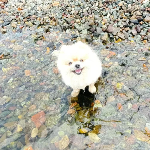 Ветеринарная клиника Ле'Муррр  во  Владивостоке