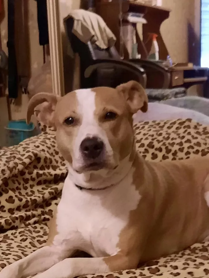 Ветеринарная клиника Территория животных в Владивостоке: Животные,