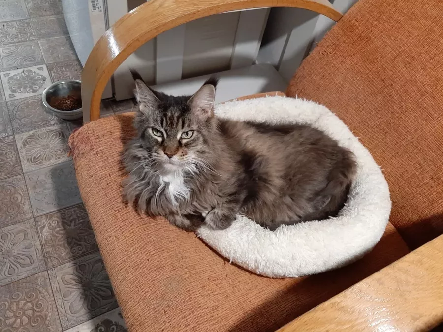 Ветеринарная клиника Территория животных в Владивостоке: Животные,