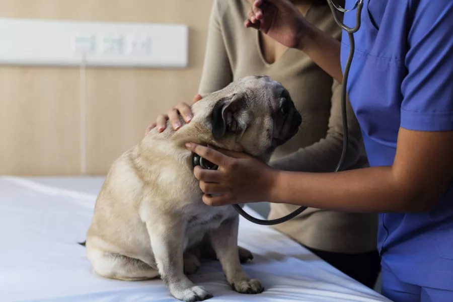 Ветеринарная клиника Ветеринар  в  Ейске