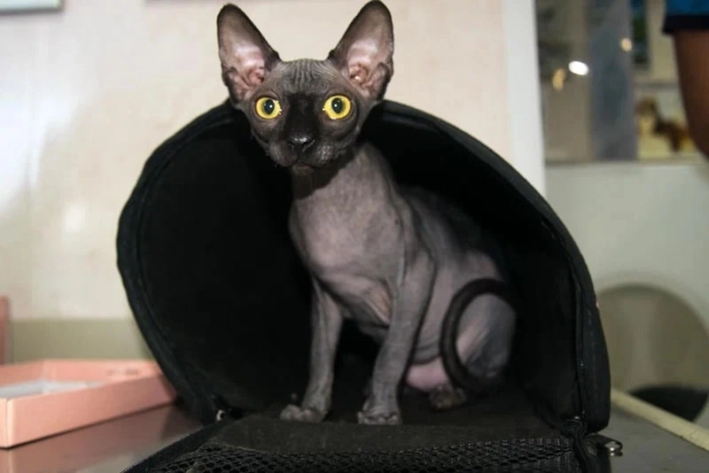 Ветеринарная клиника Ветеринар в Ейске: Животные,