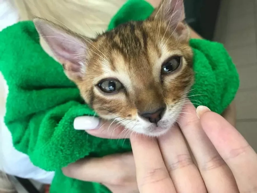 Ветеринарная клиника ВетПрофи в Ейске: Ветеринар, Животные,