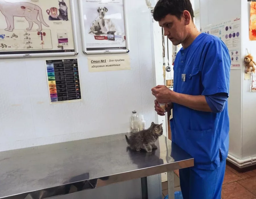 Ветеринарная клиника ВетПрофи в Ейске: Ветеринар, Животные,