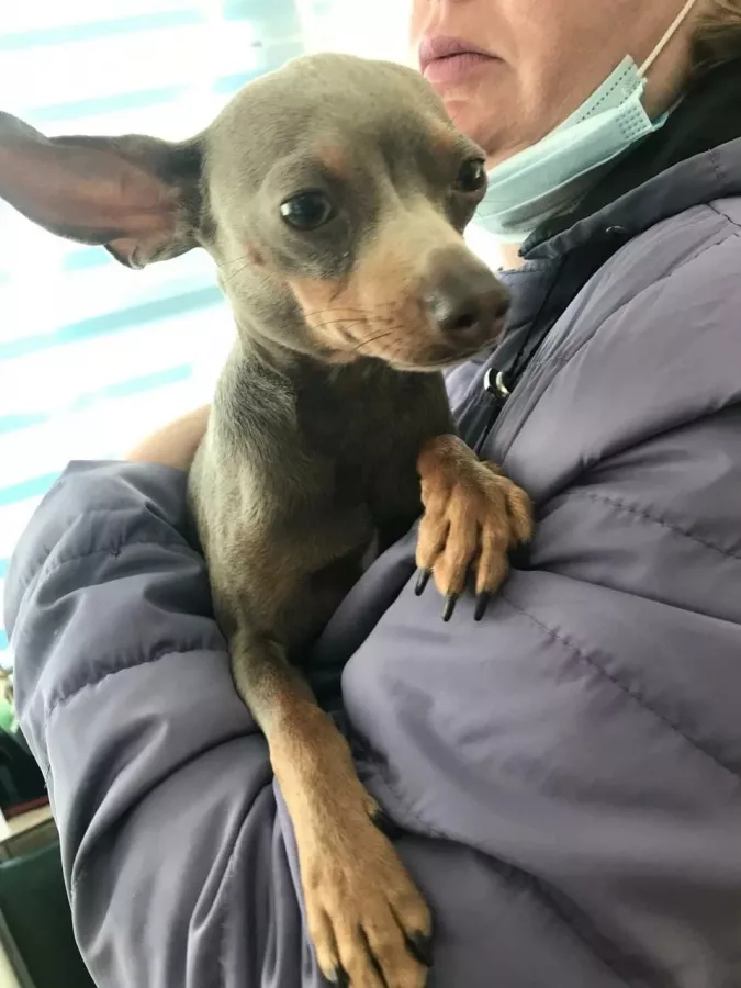 Ветеринарная клиника ВетПрофи в Ейске: Ветеринар, Животные,