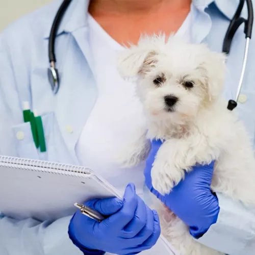 Ветеринарная клиника Кот и пес  в  Ейске