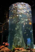 Миниатюра 6