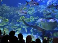 Миниатюра 9