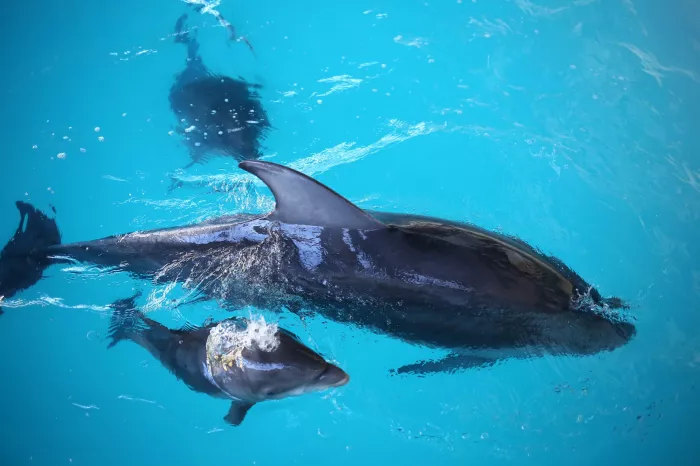 "Дельфинарий"