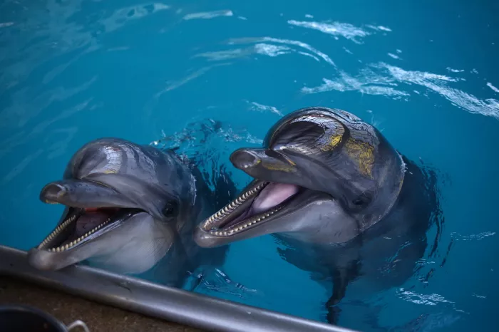 "Дельфинарий"