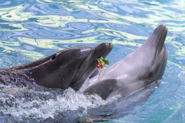 "Дельфинарий"