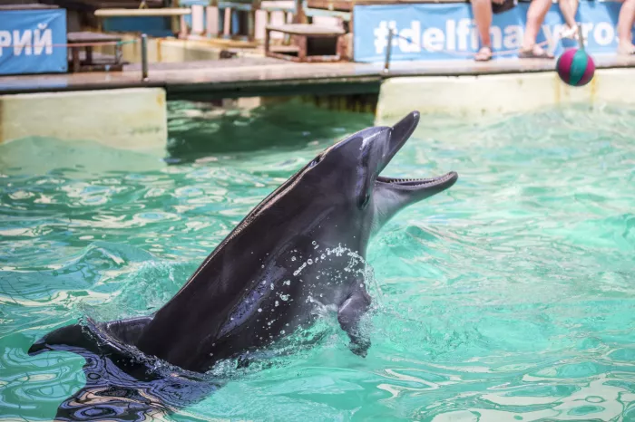 "Дельфинарий"
