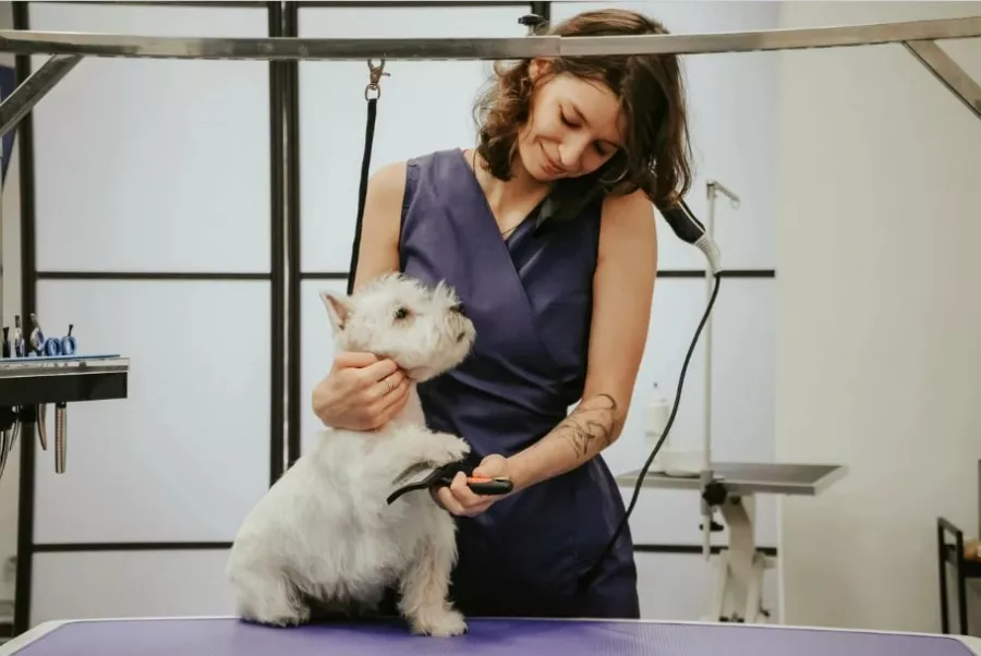Груминг центр UrbanDog в Екатеринбурге: груминг, питомцы, собаки, кошки, уход, гигиена, Любимцы, Стрижка,