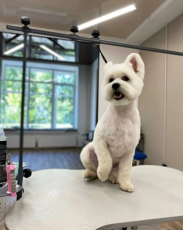 Груминг центр UrbanDog в Екатеринбурге: груминг, питомцы, собаки, кошки, уход, гигиена, Любимцы, Стрижка,