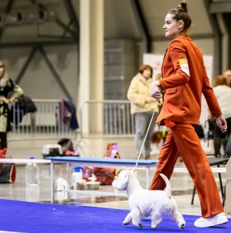 Груминг центр UrbanDog в Екатеринбурге: груминг, питомцы, собаки, кошки, уход, гигиена, Любимцы, Стрижка,