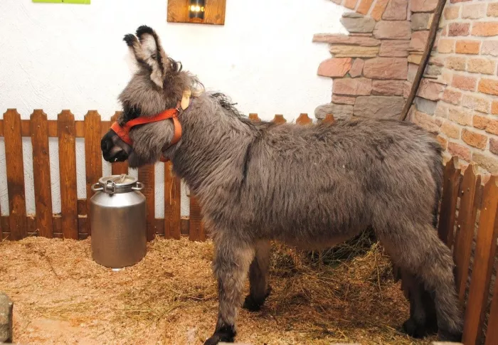 "Трогательный Зоопарк"