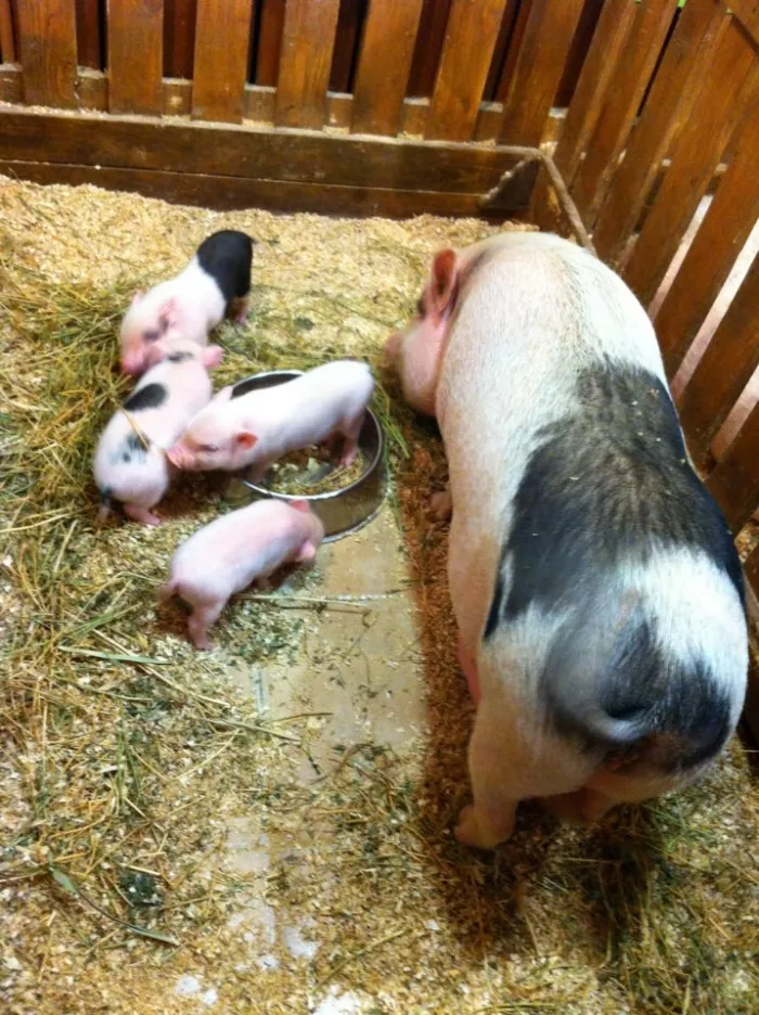 "Трогательный Зоопарк"