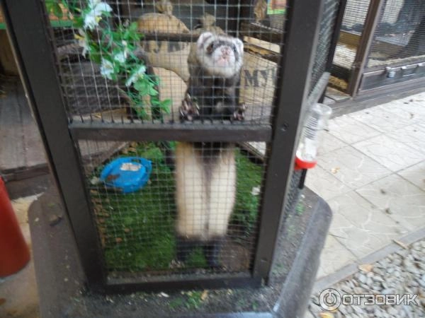 "Трогательный Зоопарк"