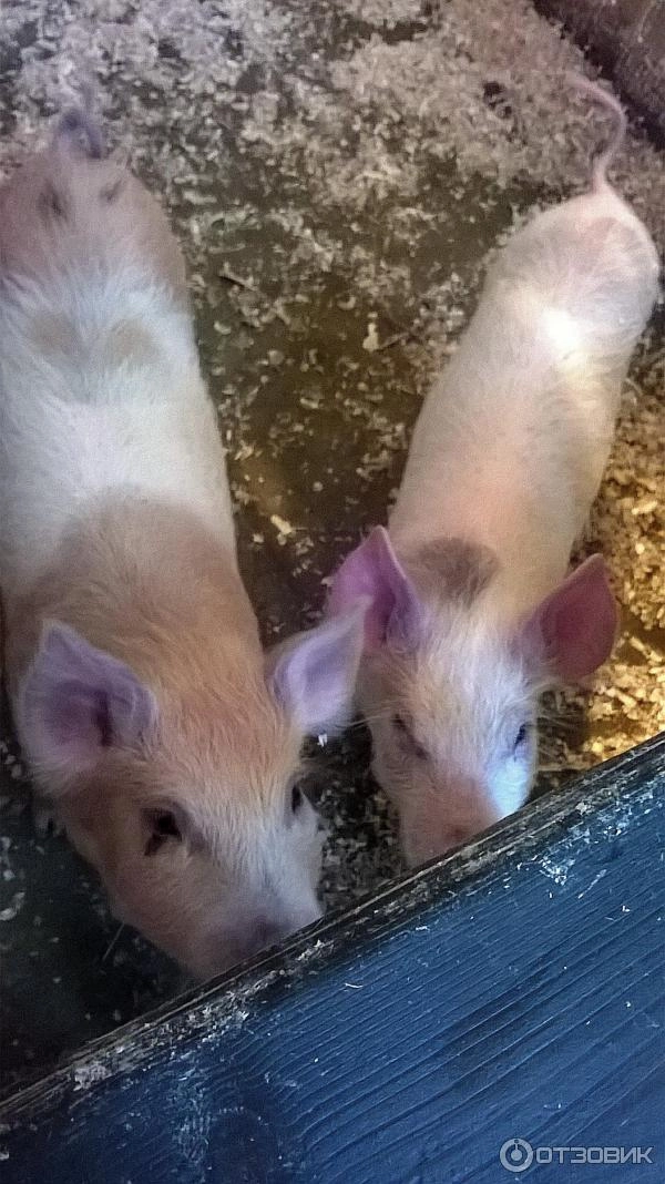 "Трогательный Зоопарк"