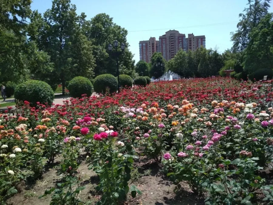 Парк Аллея Роз в Ростове-на-Дону: Парк культуры, Парк отдыха, Парк , Парк аттракционов,