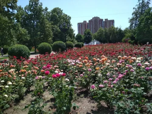 Парк Аллея Роз в Ростове-на-Дону