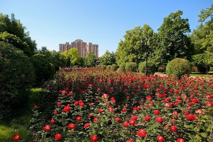 Парк Аллея Роз в Ростове-на-Дону: Парк культуры, Парк отдыха, Парк , Парк аттракционов,