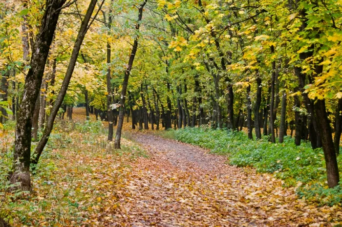  Парк "Соловьиная Роща"