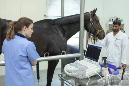 Больница Dubai Equine Hospital  в  Дубаи