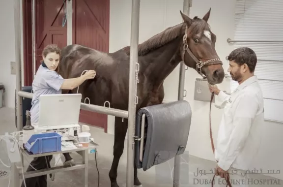 Больница "Dubai Equine Hospital"