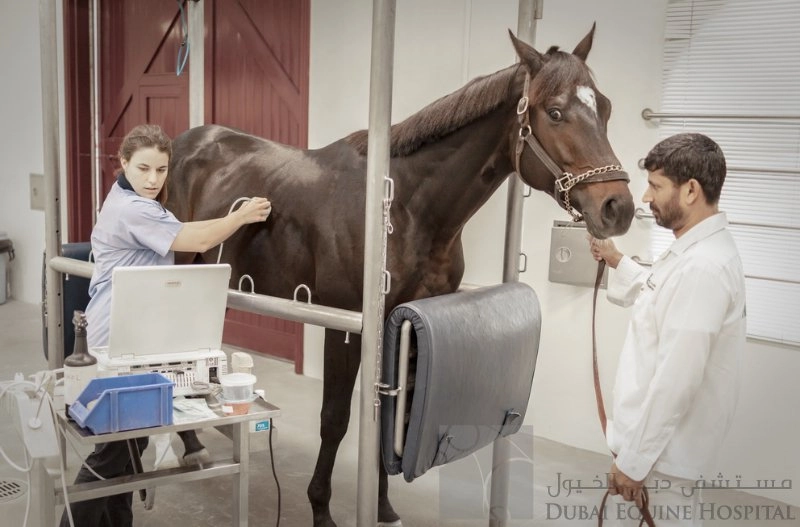 Больница Dubai Equine Hospital в Дубаи: Здоровье лошадей , Больница для лошадей , Диагностика лошадей , Лечение коней ,