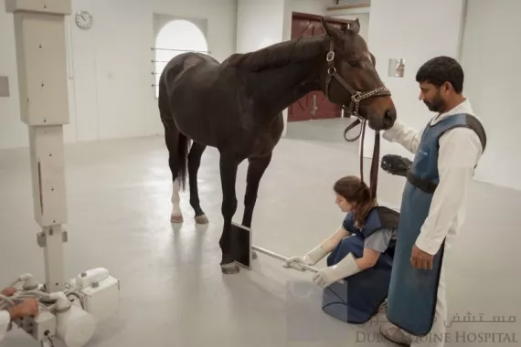 Больница "Dubai Equine Hospital"