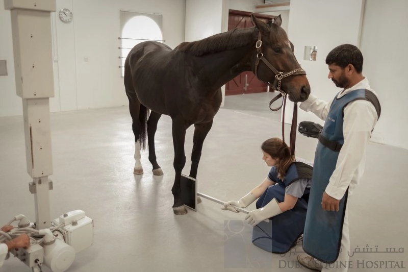 Больница Dubai Equine Hospital в Дубаи: Здоровье лошадей , Больница для лошадей , Диагностика лошадей , Лечение коней ,
