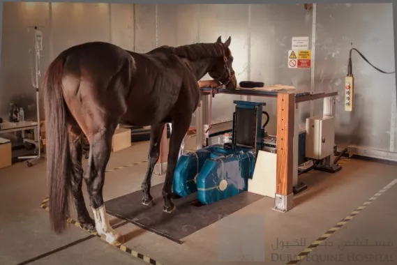Больница "Dubai Equine Hospital"