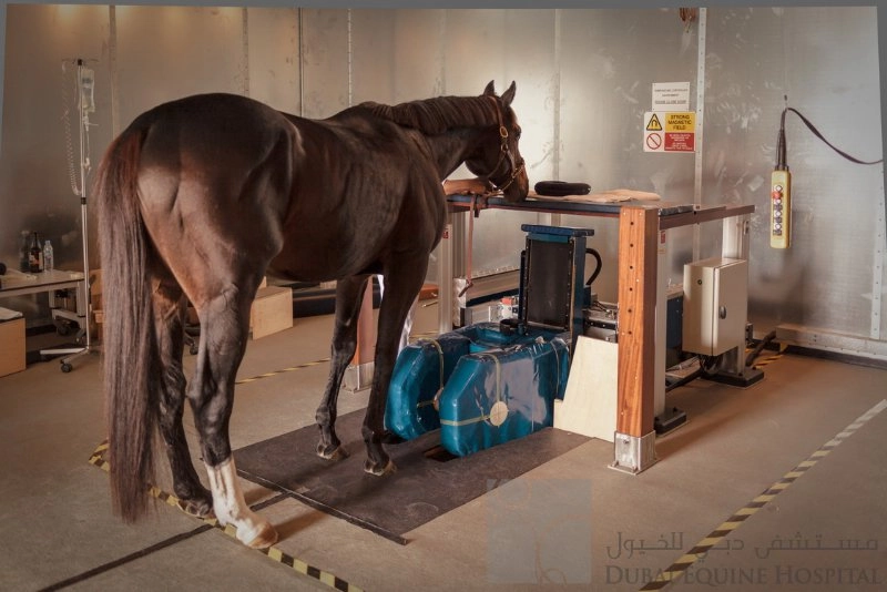 Больница Dubai Equine Hospital в Дубаи: Здоровье лошадей , Больница для лошадей , Диагностика лошадей , Лечение коней ,