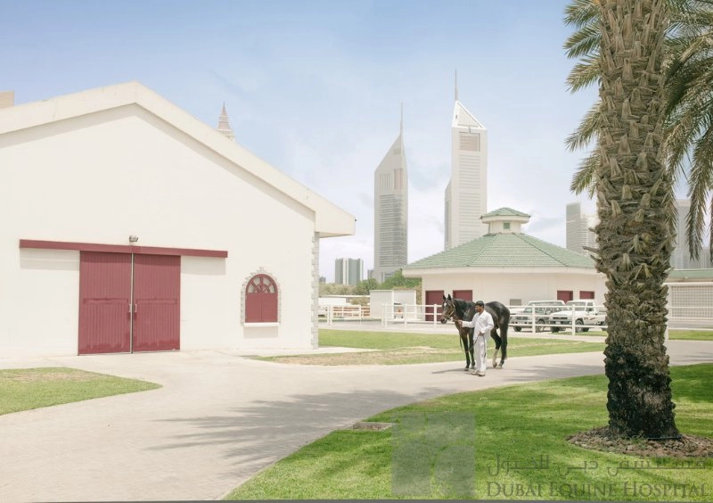 Больница Dubai Equine Hospital в Дубаи: Здоровье лошадей , Больница для лошадей , Диагностика лошадей , Лечение коней ,