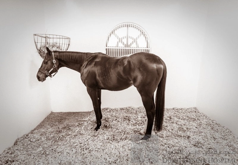 Больница Dubai Equine Hospital в Дубаи: Здоровье лошадей , Больница для лошадей , Диагностика лошадей , Лечение коней ,
