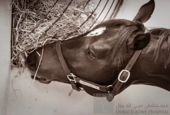 Больница "Dubai Equine Hospital"