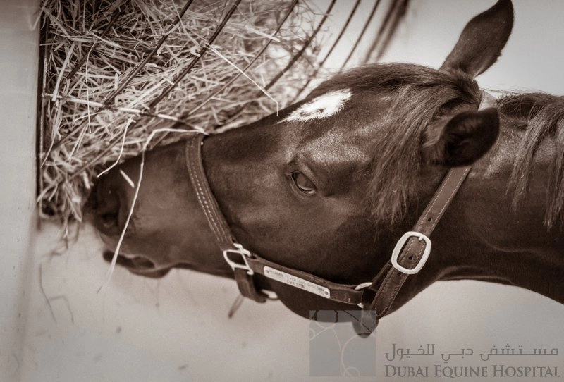 Больница Dubai Equine Hospital в Дубаи: Здоровье лошадей , Больница для лошадей , Диагностика лошадей , Лечение коней ,