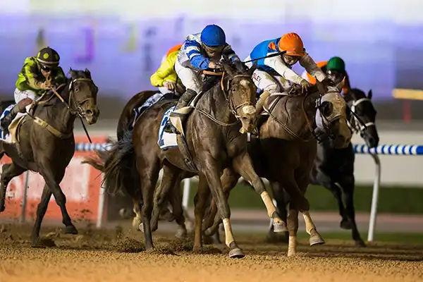 Скачки Dubai racing club в Дубаи: Скачки , Ипподром , Ставки , Забег , Гоночный комплекс ,