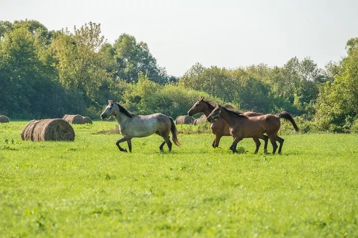 "Конное подворье Кумжа"